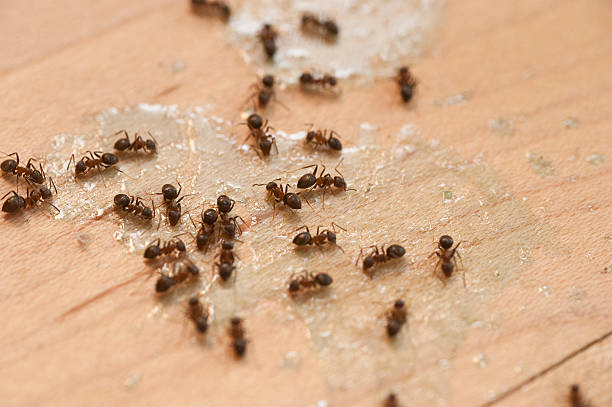 Best Flea Control Services  in Brewster Hill, NY