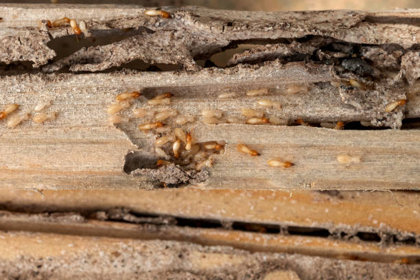 Best Spider Control Near Me  in Brewster Hill, NY
