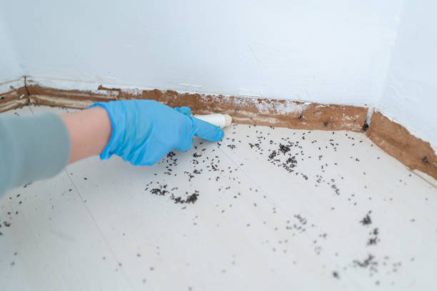 Best Pest Removal Services  in Brewster Hill, NY